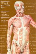  Prives, ..;  Lysenkov, ..; , ..: Human anatomy.  